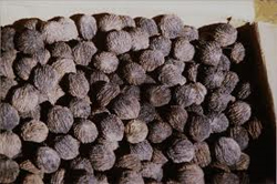 Buy Black Walnuts