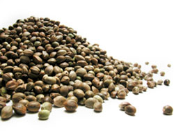 Hemp Nuts Hemp Nuts