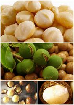 Macadamia Nut Oil